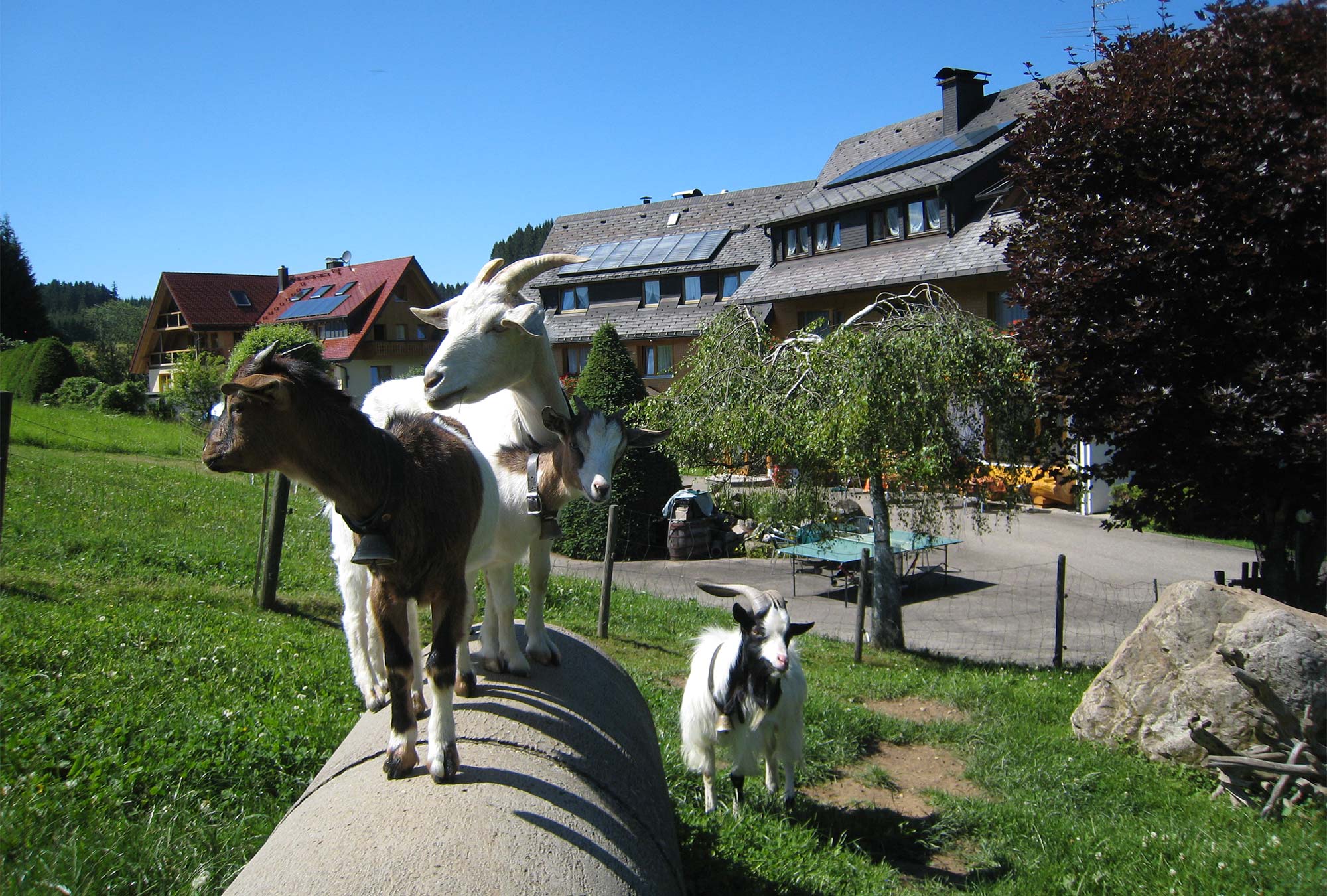 rombach-tiere-11.jpg
